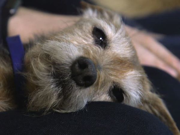 The Dog Rescuers - Episode 7
