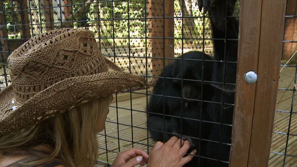 Anna's Wild Life - New Arrivals