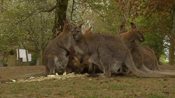Anna's Wild Life - The Cycle of Life