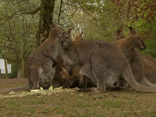 Anna's Wild Life - The Cycle of Life