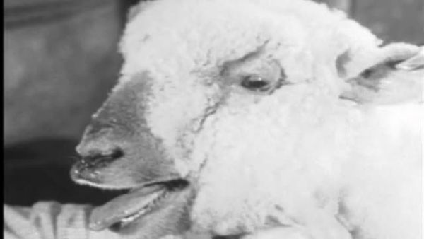 Fury - The 4-H Story