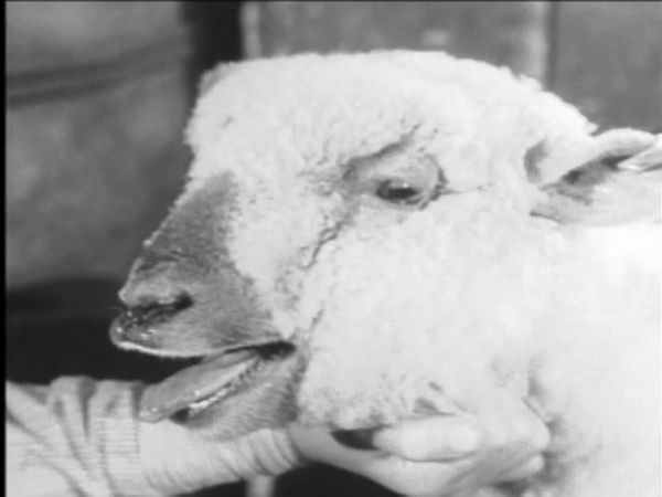 Fury - The 4-H Story
