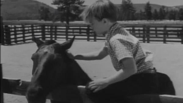 Fury - Killer Stallion