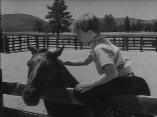 Fury - Killer Stallion
