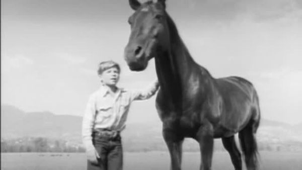 Fury - The Horse Coper