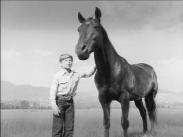 Fury - The Horse Coper