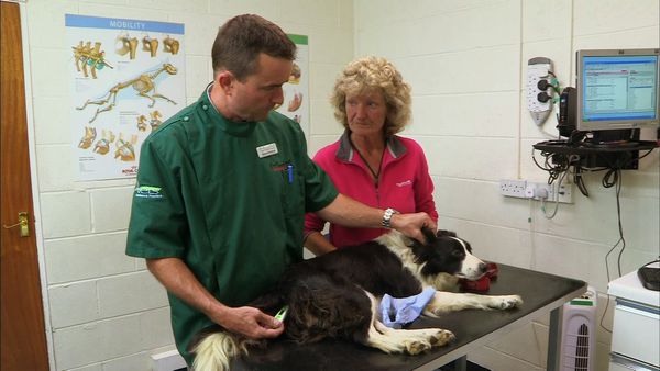 It's a Vet's Life - Episode 12