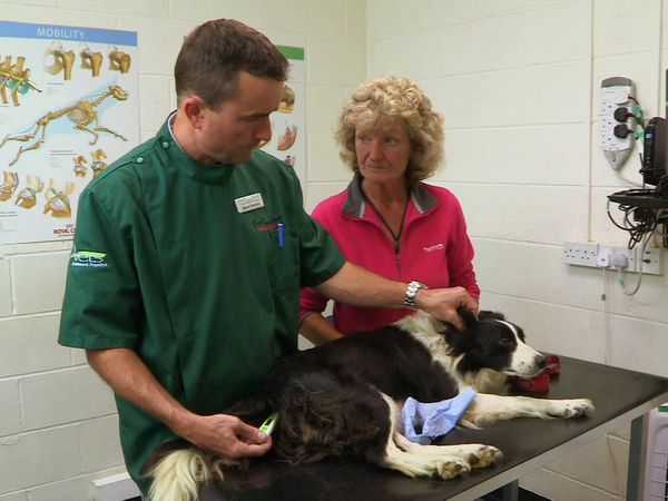 It's a Vet's Life - Episode 12