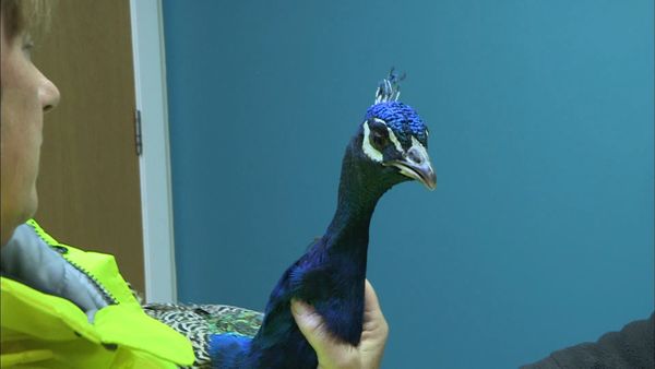 It's a Vet's Life - Episode 11
