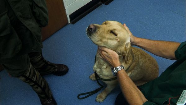 It's a Vet's Life - Episode 8