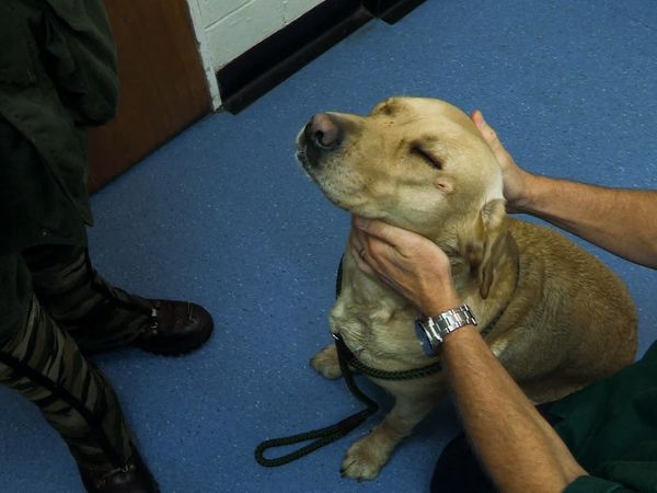 It's a Vet's Life - Episode 8