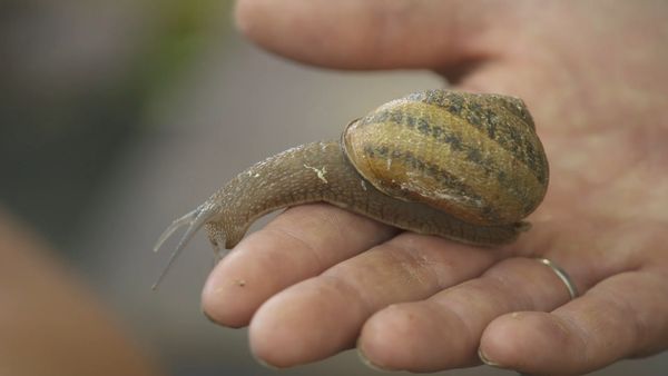 Ocean Treks With Jeff Corwin - World Flavors