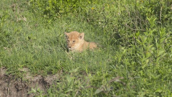 Ocean Treks With Jeff Corwin - Ultimate Safari