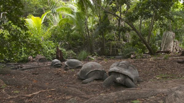Ocean Treks With Jeff Corwin - Seychelles by the Seashore