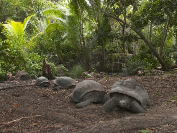 Ocean Treks With Jeff Corwin - Seychelles by the Seashore