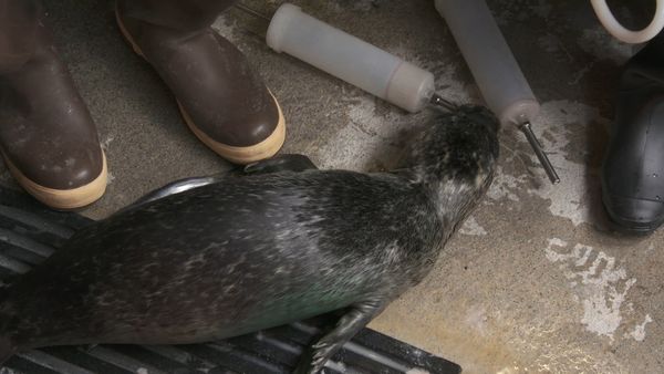 Ocean Treks With Jeff Corwin - Polynesian Paradise