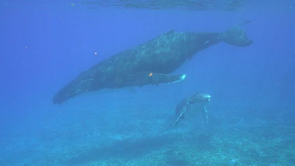 Ocean Treks With Jeff Corwin - Polynesian Perfection