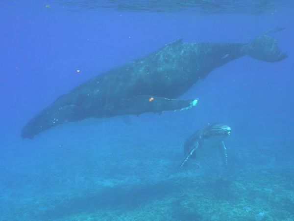 Ocean Treks With Jeff Corwin - Polynesian Perfection