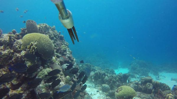 Ocean Treks With Jeff Corwin - Caribbean Bat Cave