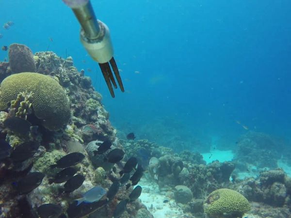 Ocean Treks With Jeff Corwin - Caribbean Bat Cave