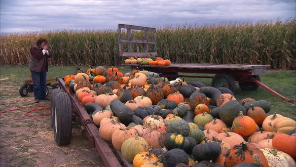 Pitchin' In - Pumpkin