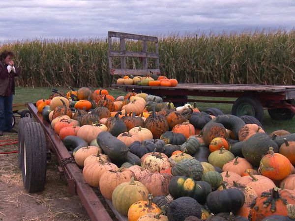 Pitchin' In - Pumpkin