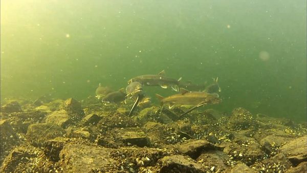 Great Lakes Wild - Invaders from the Deep