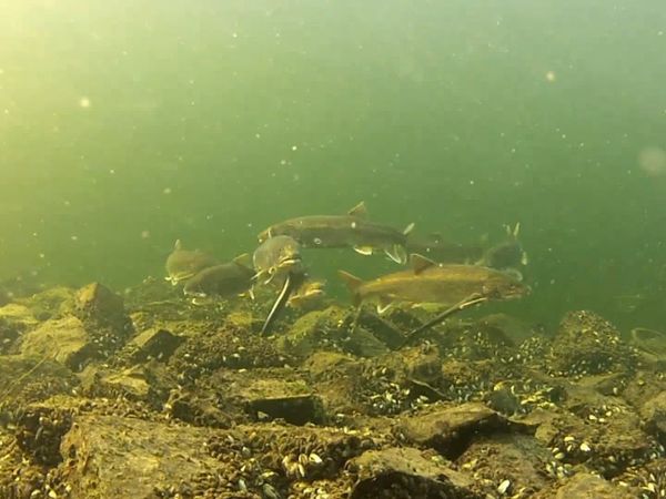 Great Lakes Wild - Invaders from the Deep