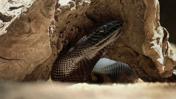 Secrets of Wild Australia - Secret Life of Snakes