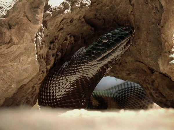 Secrets of Wild Australia - Secret Life of Snakes