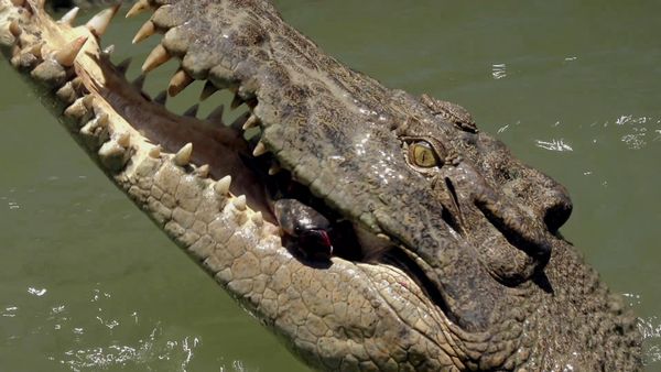 Secrets of Wild Australia - Secret Life of the Crocodiles