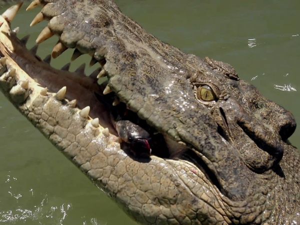 Secrets of Wild Australia - Secret Life of the Crocodiles