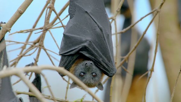 Secrets of Wild Australia - Secret Life of the Flying Fox