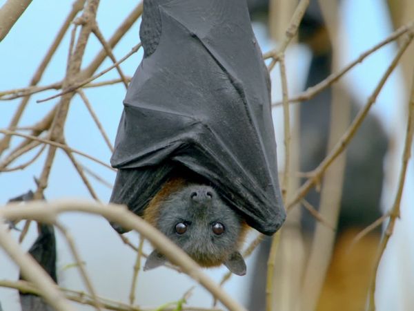 Secrets of Wild Australia - Secret Life of the Flying Fox