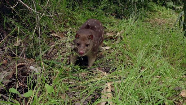 Secrets of Wild Australia - Secret Life of Mini Marsupials