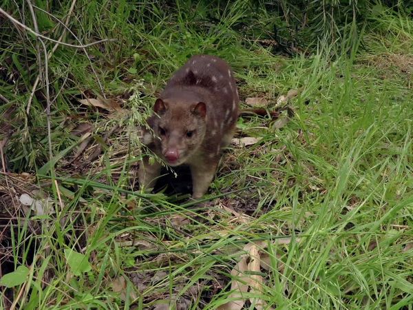 Secrets of Wild Australia - Secret Life of Mini Marsupials