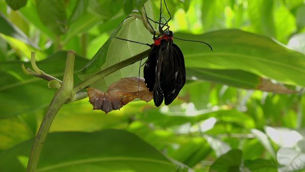 Secrets of Wild Australia - Secret Life of Bugs & Butterflies