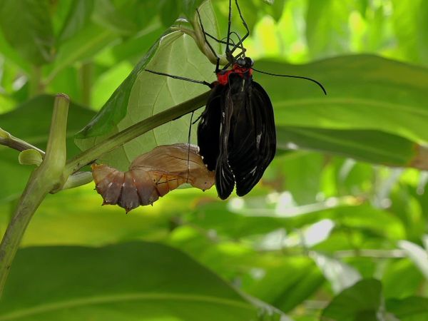 Secrets of Wild Australia - Secret Life of Bugs & Butterflies