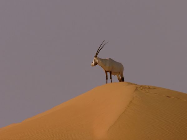 Arabian Inferno - Life And Death In The Dunes