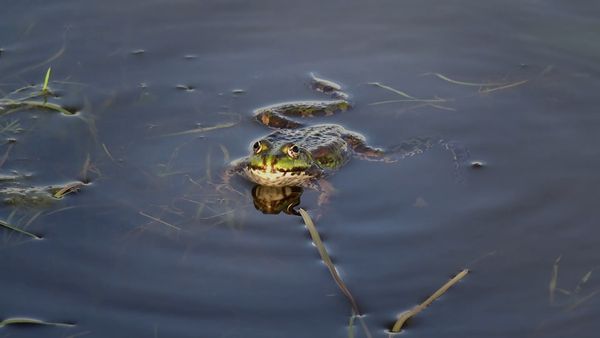 Wild Wild East - Wetlands