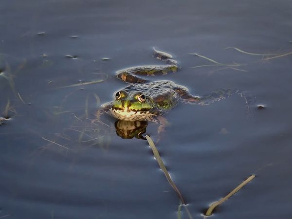 Wild Wild East - Wetlands