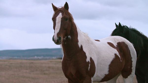 Wild Wild East - Horses of St. Pierre & Miquelon