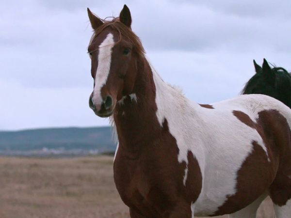 Wild Wild East - Horses of St. Pierre & Miquelon