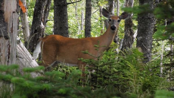 Wild Wild East - Deer