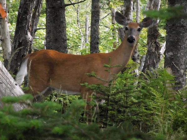 Wild Wild East - Deer