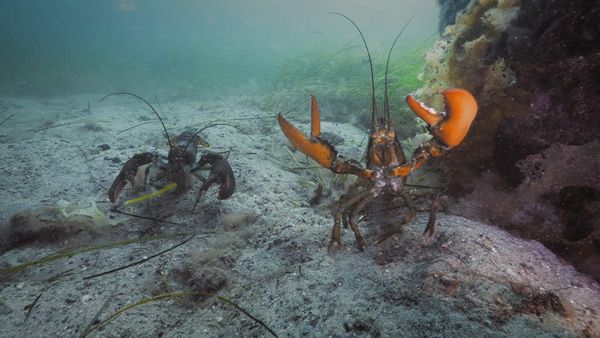 Wild Wild East - Crustaceans