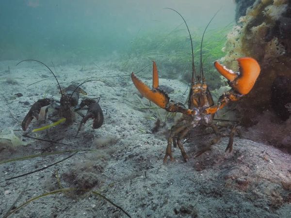 Wild Wild East - Crustaceans