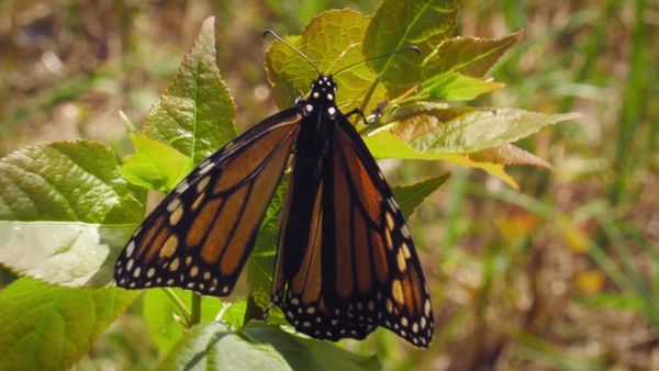 Wild Wild East - Pollinators