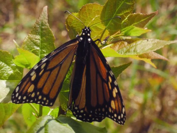 Wild Wild East - Pollinators