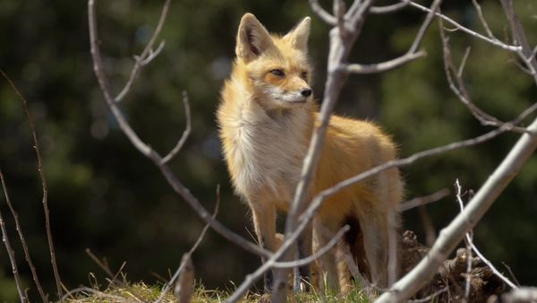 Wild Wild East - Foxes